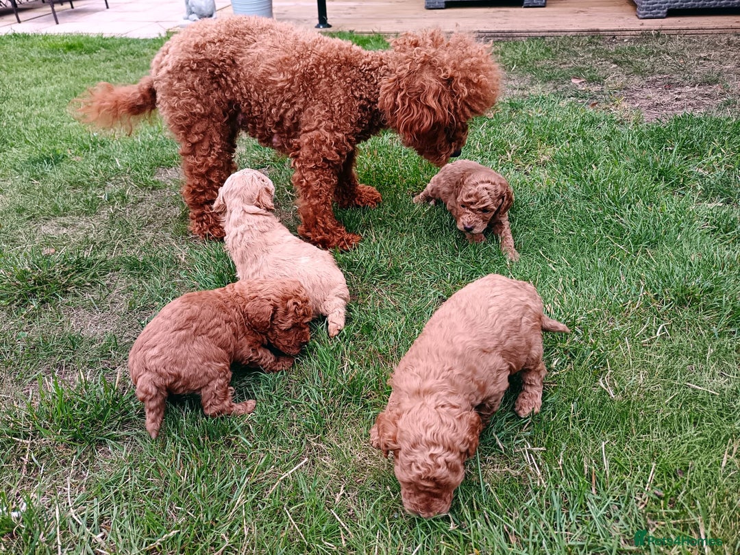 Toy Poodle dogs for sale: Charming Toy Poodle Puppies - Image 6