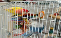Lovebirds birds for sale: Love birds x 2 - Image 1