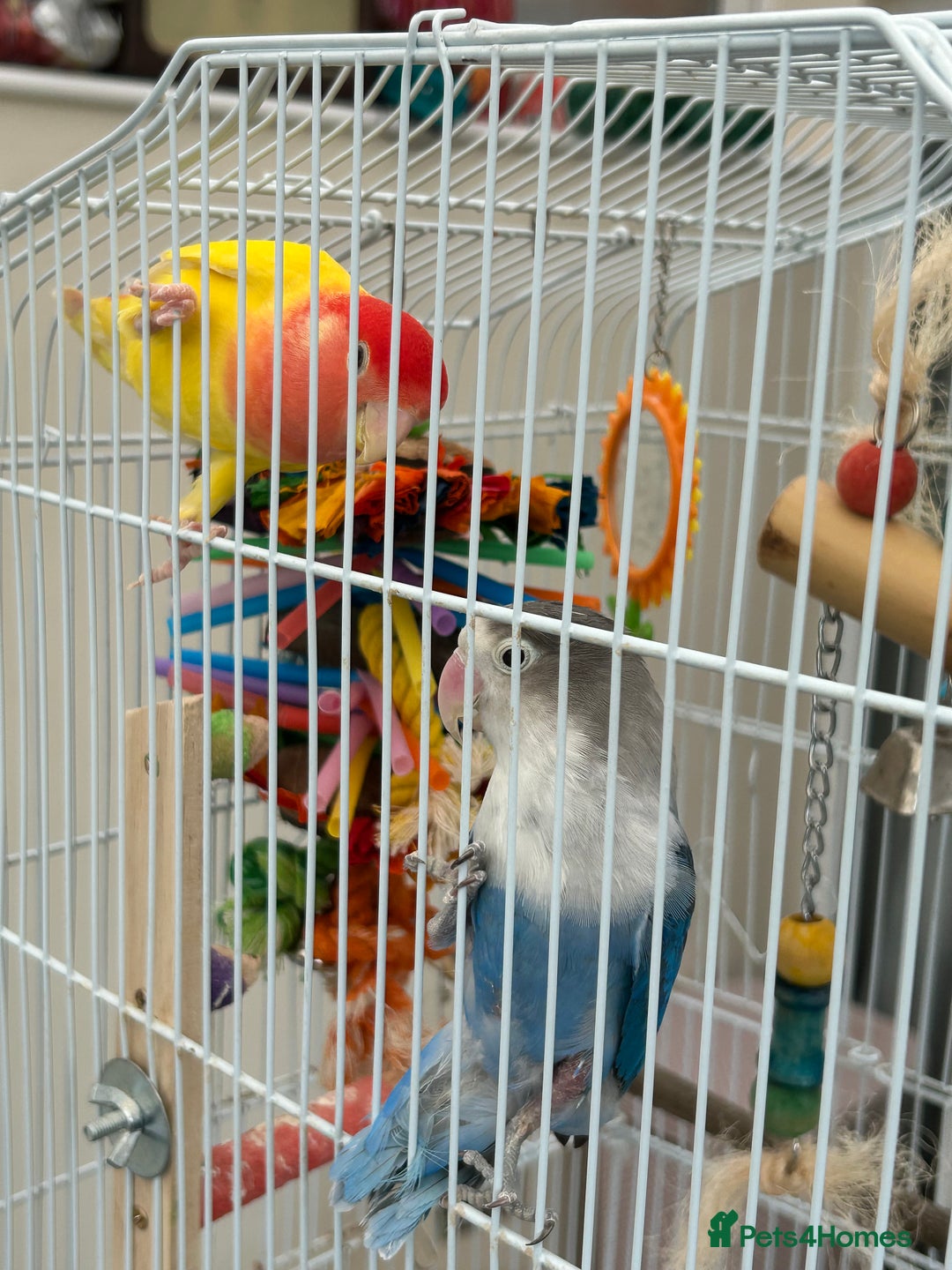 Lovebirds birds for sale: Love birds x 2 - Image 1