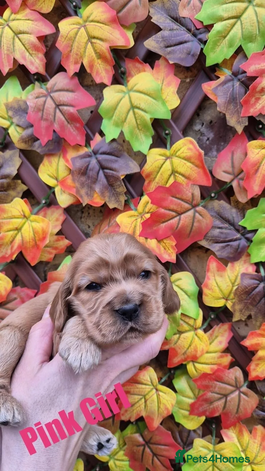Cocker Spaniel dogs for sale: Superb golden show type cocker spaniel puppies  - Advert 8
