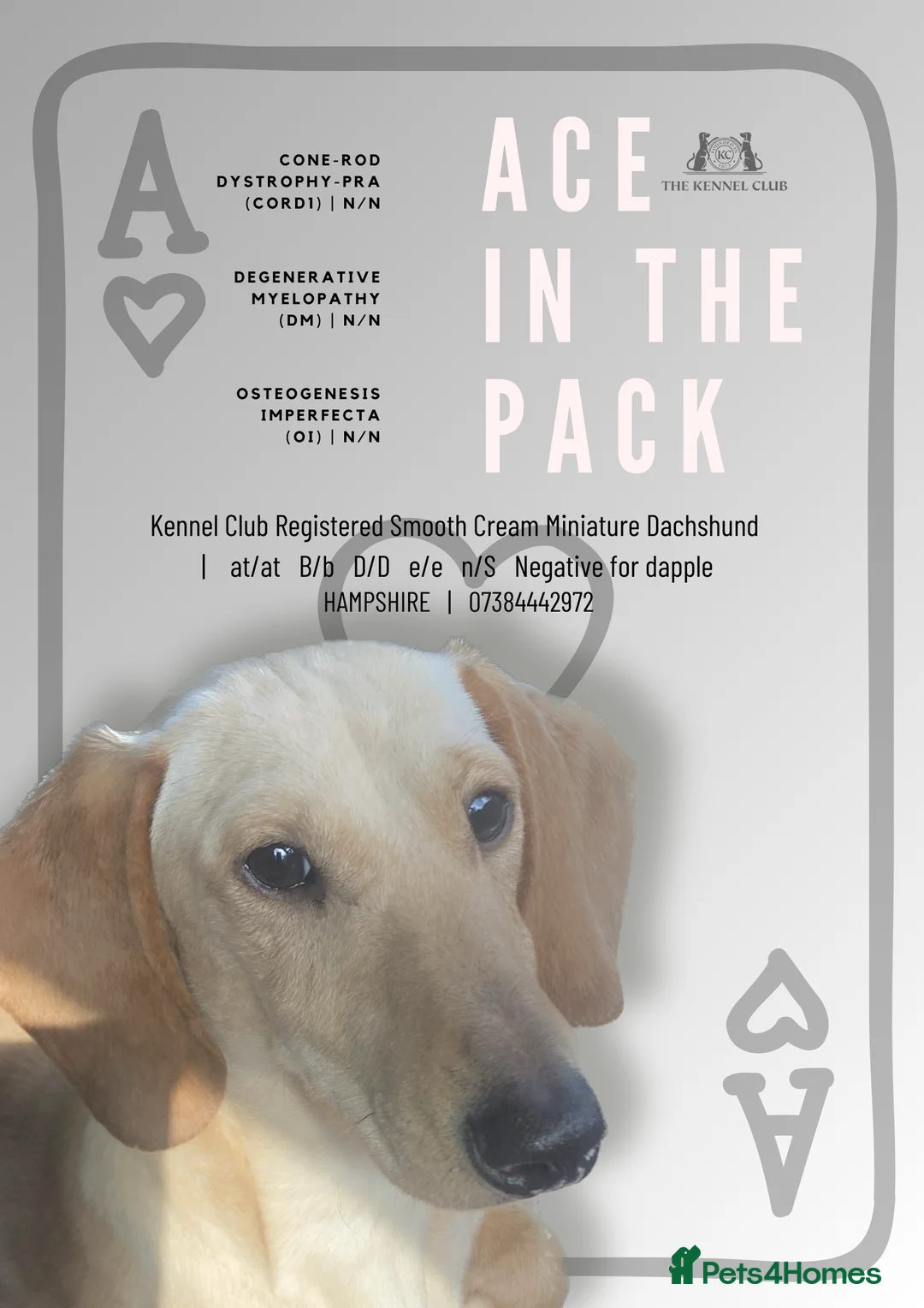 Miniature Dachshund dogs for stud: KC reg Cream - health and DNA Tested   in Southampton - Advert 3