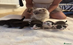 Mixed Breed cats for sale: Gorgeous male fur baby, half ragdoll - Image 5