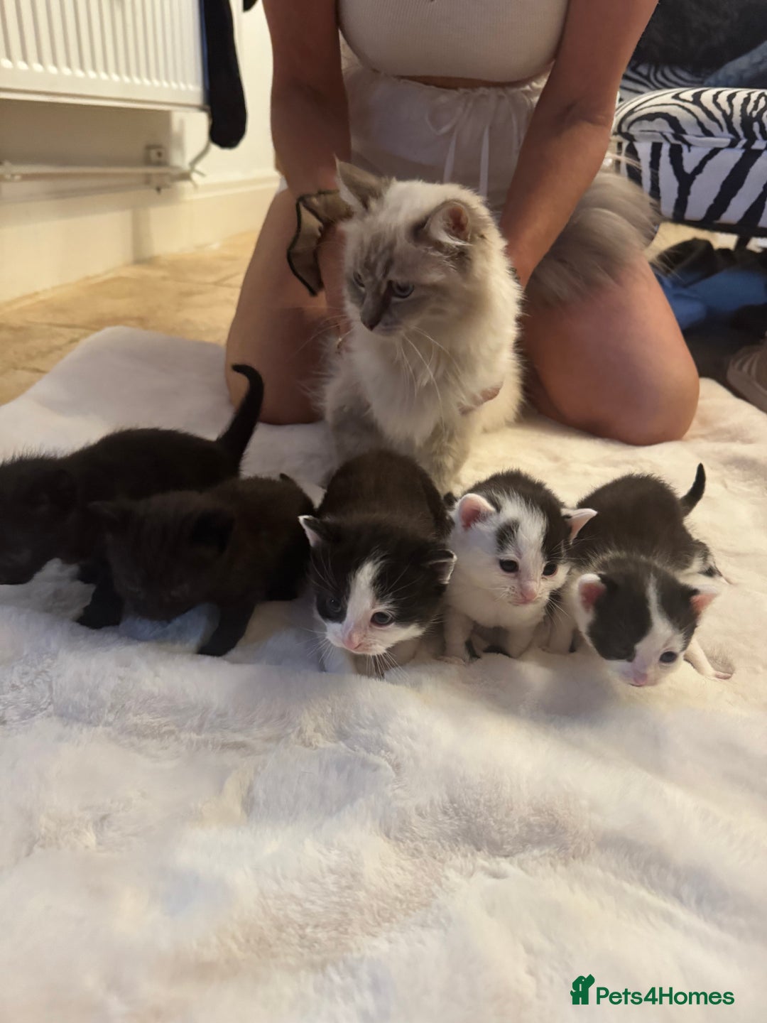 Mixed Breed cats for sale: Gorgeous male fur baby, half ragdoll - Image 5