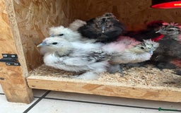 Chickens poultry for sale: Silkies - ducklings - Drakes - Advert 27