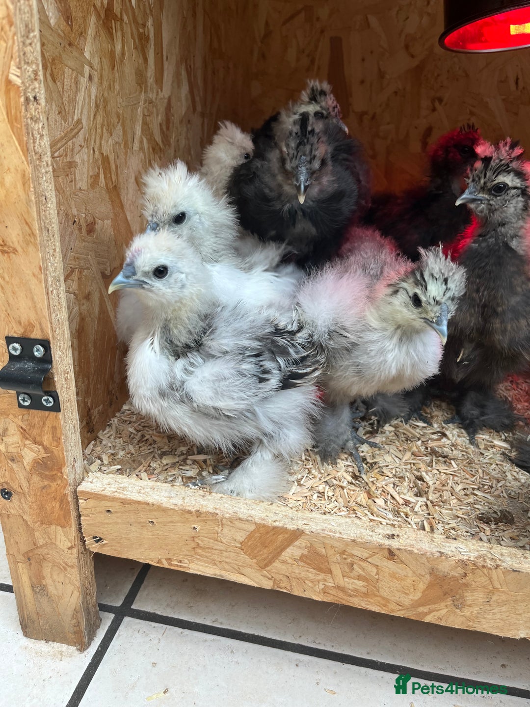 Chickens poultry for sale: Silkies - ducklings - Drakes - Advert 27