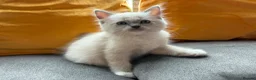 Ragdoll cats for sale: Luxury Blue Point Mitted Ragdoll Kittens - Advert 21