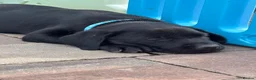 Labrador Retriever dogs for sale: Stunning Pedigree Black Labrador Puppies - Advert 16