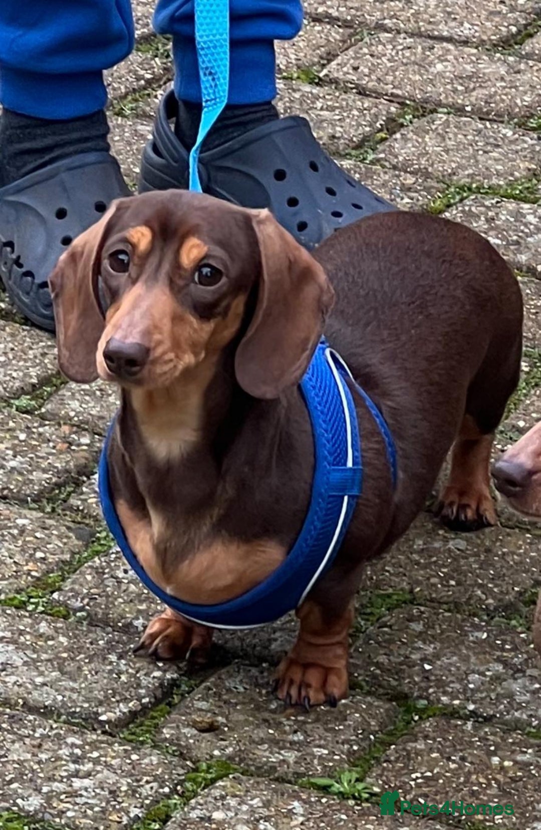 Miniature Dachshund dogs for sale: Stunning miniature dachshund puppies  - Image 13