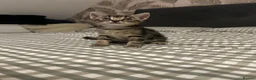 Mixed Breed cats for sale: Four beautiful tabby kittens - Advert 6