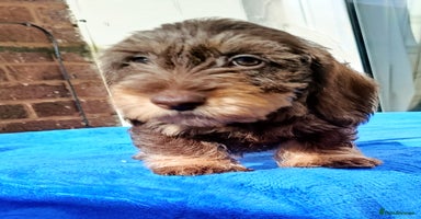 Miniature Dachshund dogs - Advert 5