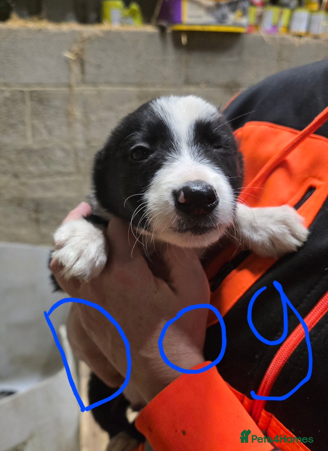 Border Collie dogs for sale: Border collie pups for sale - Image 8