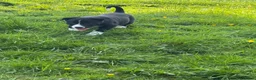 Smooth Collie dogs for sale: ISDS registered Collie Pups - Advert 5