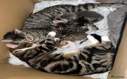 Domestic Shorthair cats for sale: Beautiful Kittens looking for a forever home - Image 10