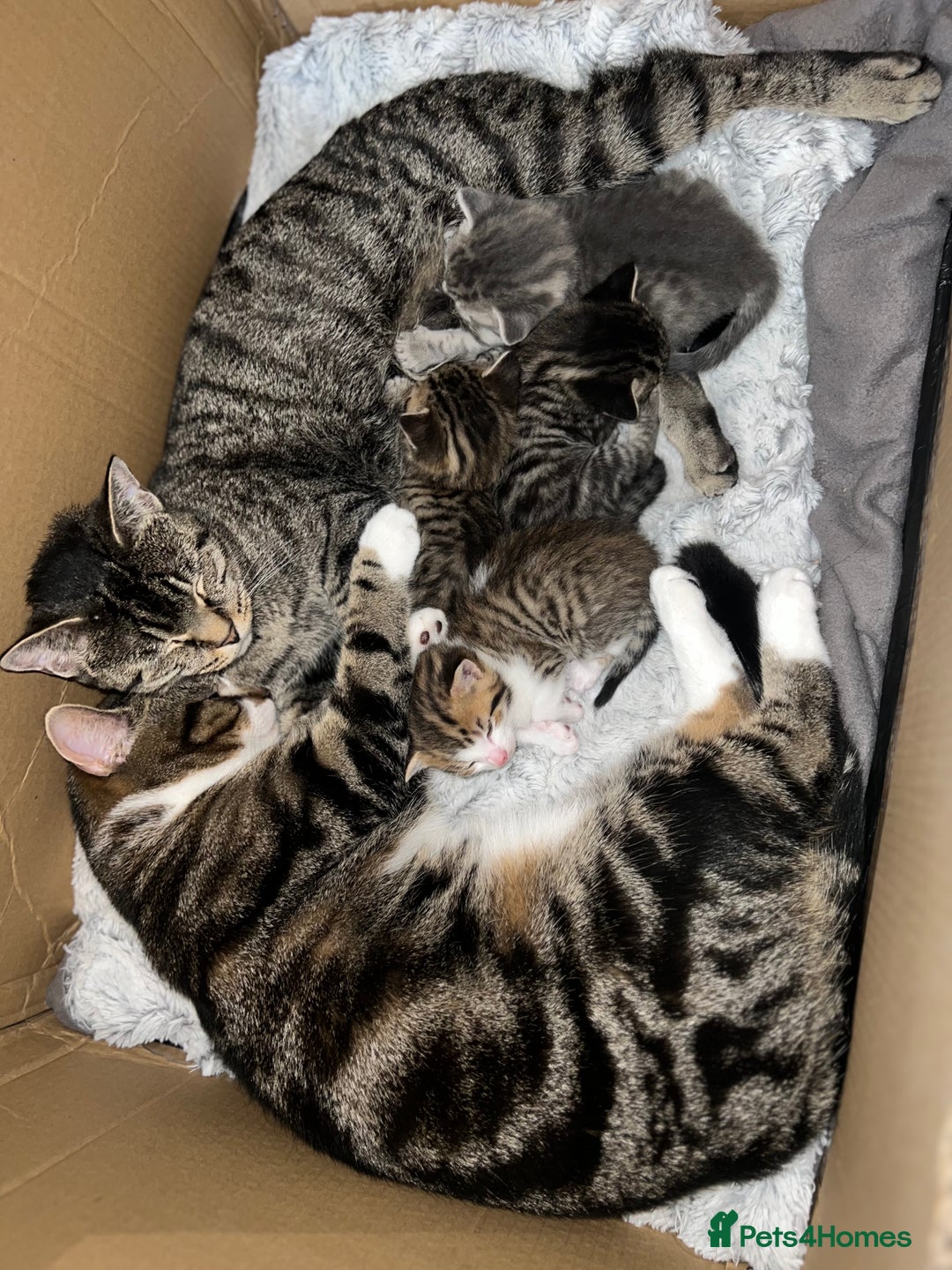 Domestic Shorthair cats for sale: Beautiful Kittens looking for a forever home - Image 10