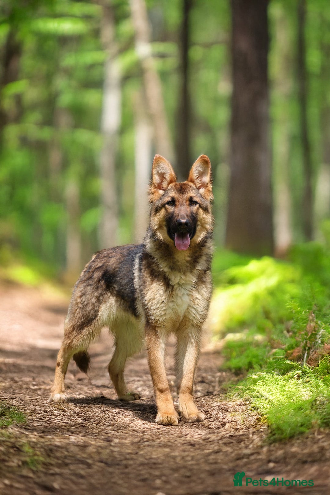 German Shepherd dogs for sale: ❤️KC health tested unique gsd babies 🩷 - Image 15