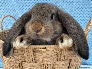 French Lop rabbits Pure breed Baby Giant French Lops Rabbits - Advert 2
