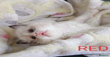 Ragdoll cats - Advert 16