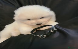 Samoyed dogs for sale: 🐾 Exceptional Pedigree Samoyed Puppies  🐾 - Image 6