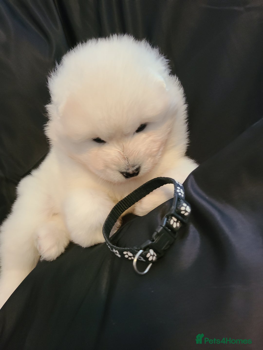 Samoyed dogs for sale: 🐾 Exceptional Pedigree Samoyed Puppies  🐾 - Image 6