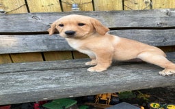 Labrador Retriever dogs for sale: Lovely Labrador pups - Image 6