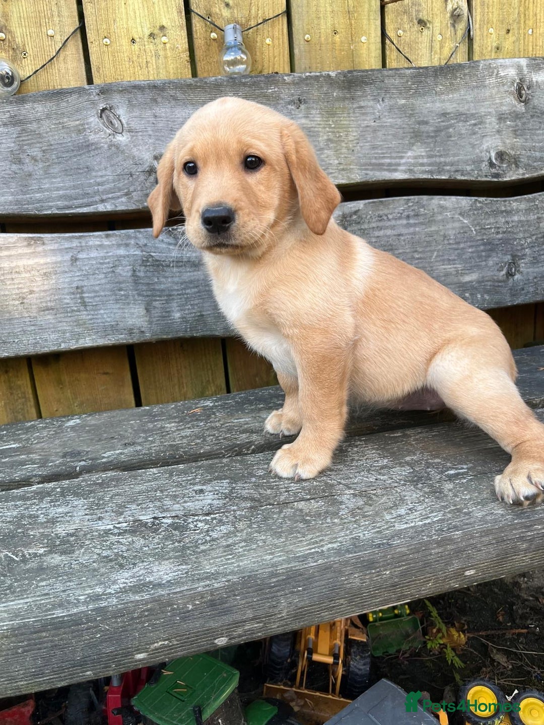Labrador Retriever dogs for sale: Lovely Labrador pups - Image 6