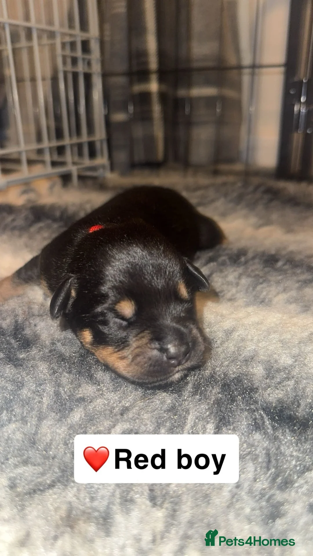 Mixed Breed dogs for sale: 1 PUP LEFT — Staffy X Rottweiler Mix Puppies - Advert 20
