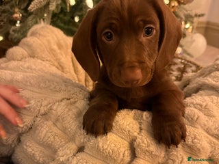 Mixed Breed dogs Beautiful Doxiepoos - Advert 17