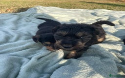 Mixed Breed dogs for sale: Foxypoo puppies for sale  - Image 10