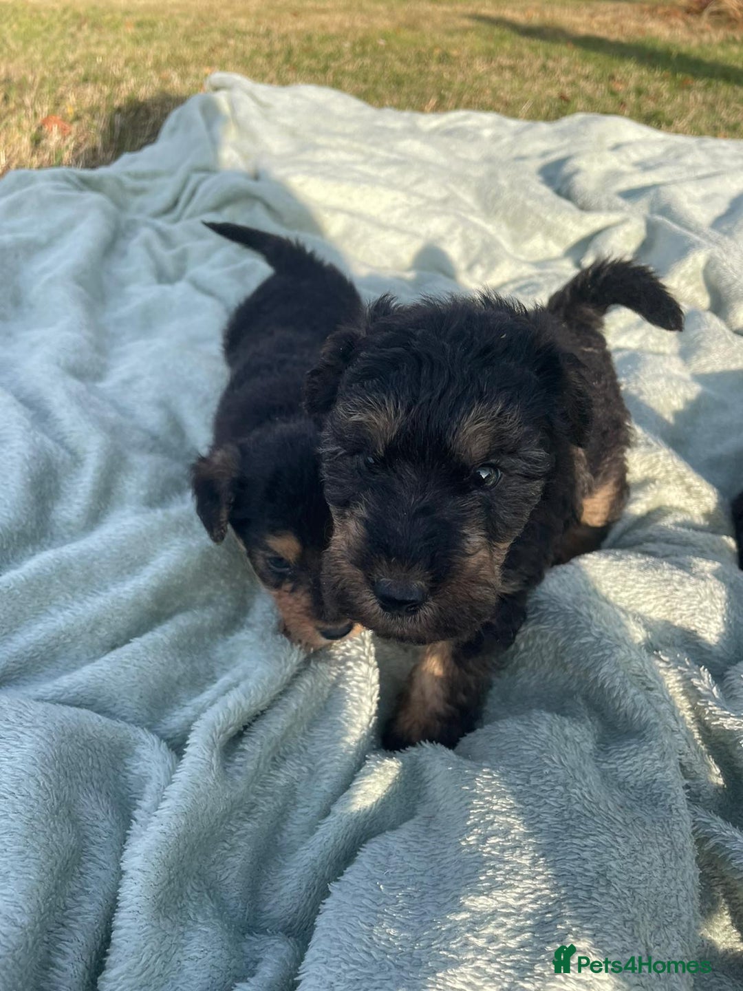 Mixed Breed dogs for sale: Foxypoo puppies for sale  - Image 10
