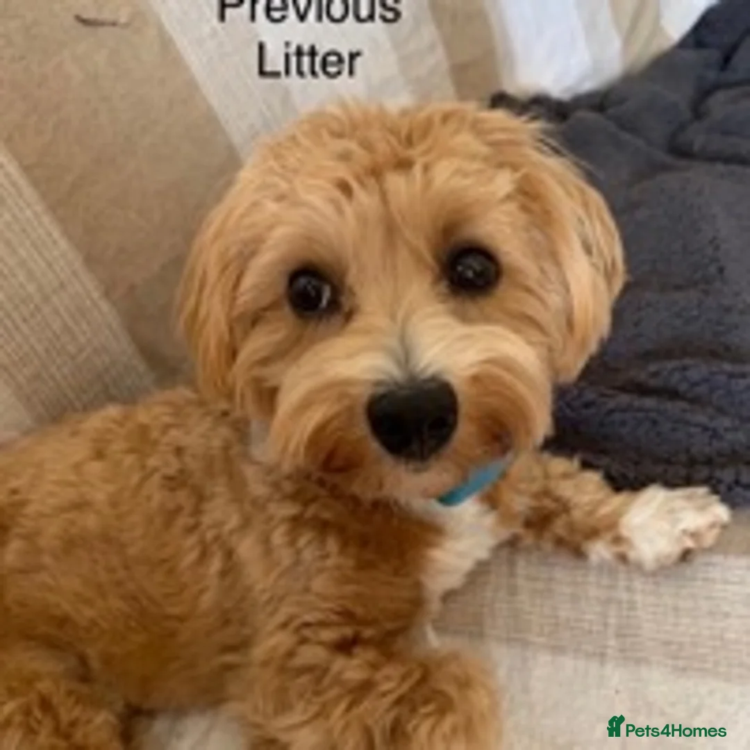 Maltese dogs for stud: Stunning Maltese at stud in Coventry - Advert 7