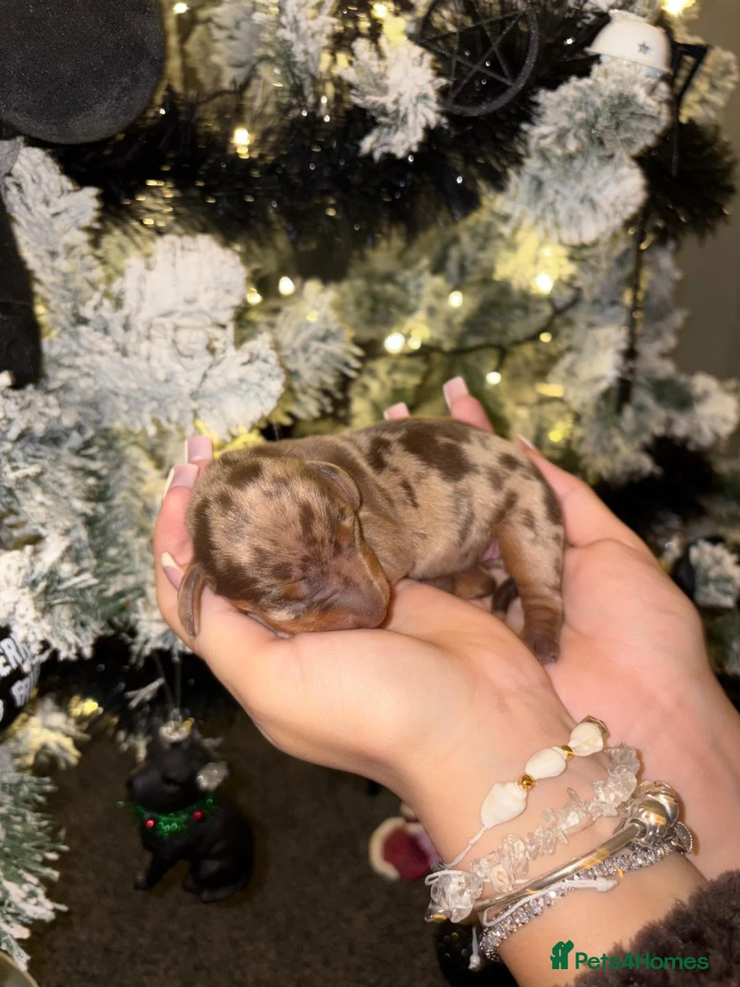 Miniature Dachshund dogs for sale: READY TO GO! dapple/merle daschund puppies - Advert 13