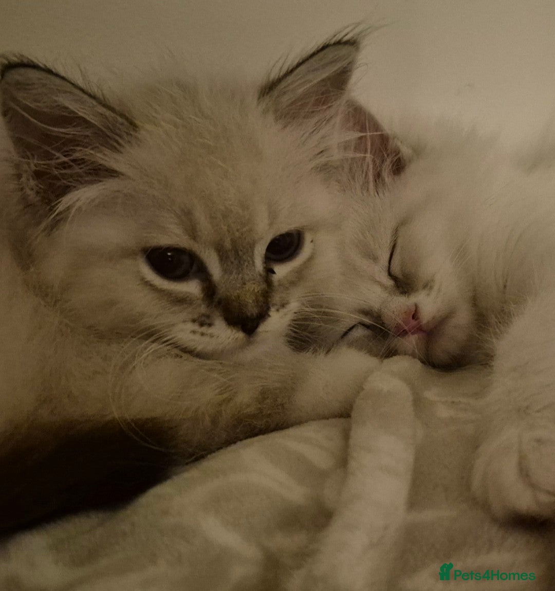 Ragdoll cats for sale: Adorable Loving blue mitted lynx - Image 32