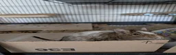 Degus rodents for sale: Friendly Male Degus Looking for a New Home in Coulsdon - Advert 6