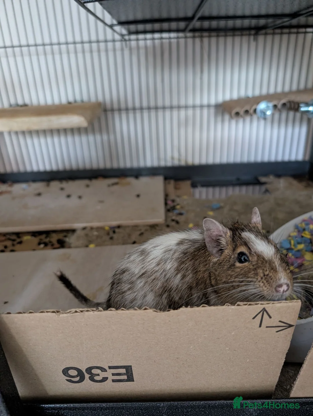 Degus rodents for sale: Friendly Male Degus Looking for a New Home in Coulsdon - Advert 6