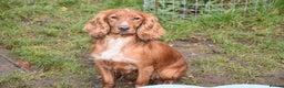 Cocker Spaniel dogs for sale: 2 Females Cocker Spaniel For Rehoming - Advert 3