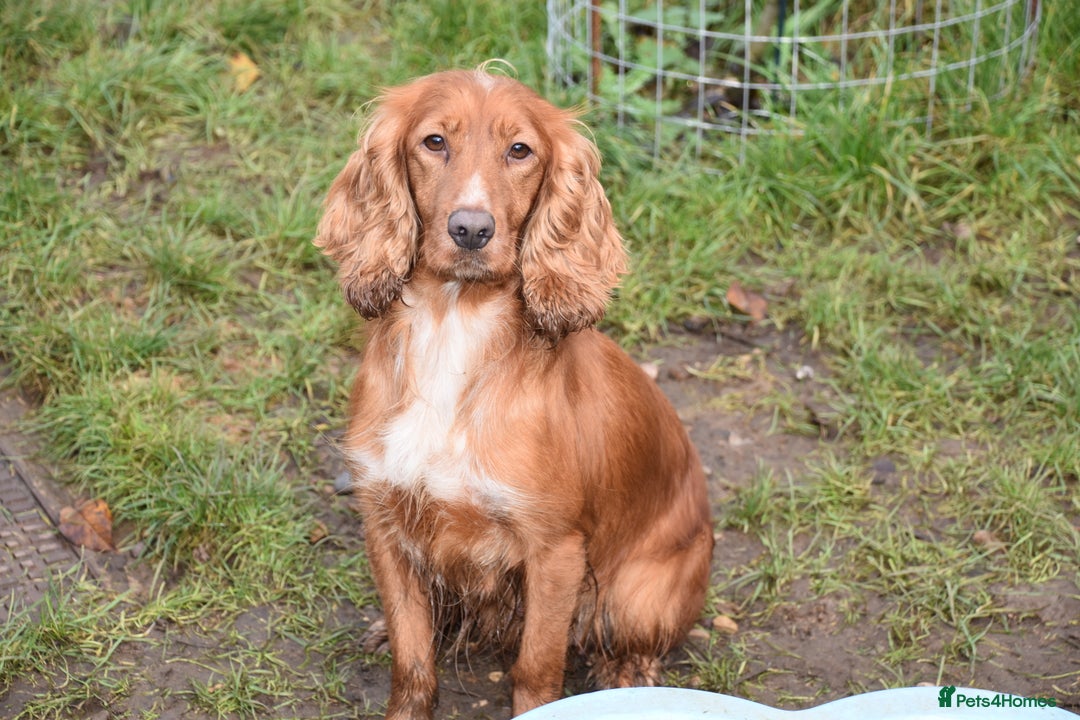 Cocker Spaniel dogs for sale: 2 Females Cocker Spaniel For Rehoming - Advert 3