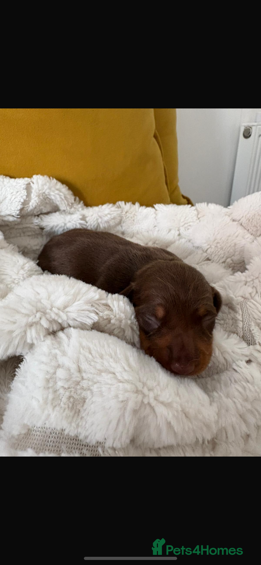 Miniature Dachshund dogs for sale: Miniature dashound  - Image 4