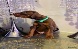 Dobermann dogs for sale: Gorgeous Eu**an Dobermann Puppies - Image 14