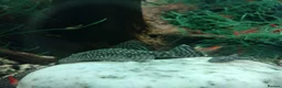 Plecos fish for sale: Bristlenose pleco - Advert 3