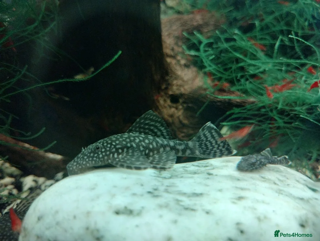 Plecos fish for sale: Bristlenose pleco - Advert 3