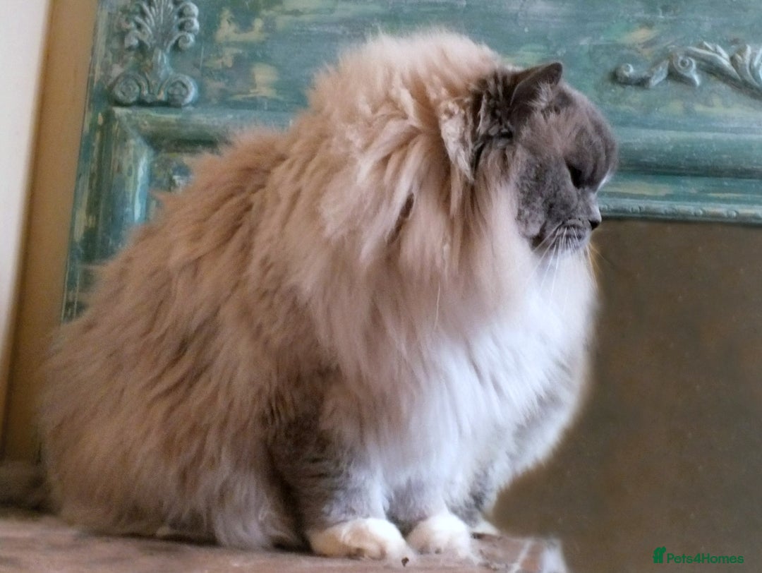Ragdoll cats for sale: GCCF REG PET KITTENS CHAMPION IMPORT BLOODLINES - Image 4