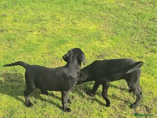 Labrador Retriever dogs Beautiful Labrador puppies - Advert 3