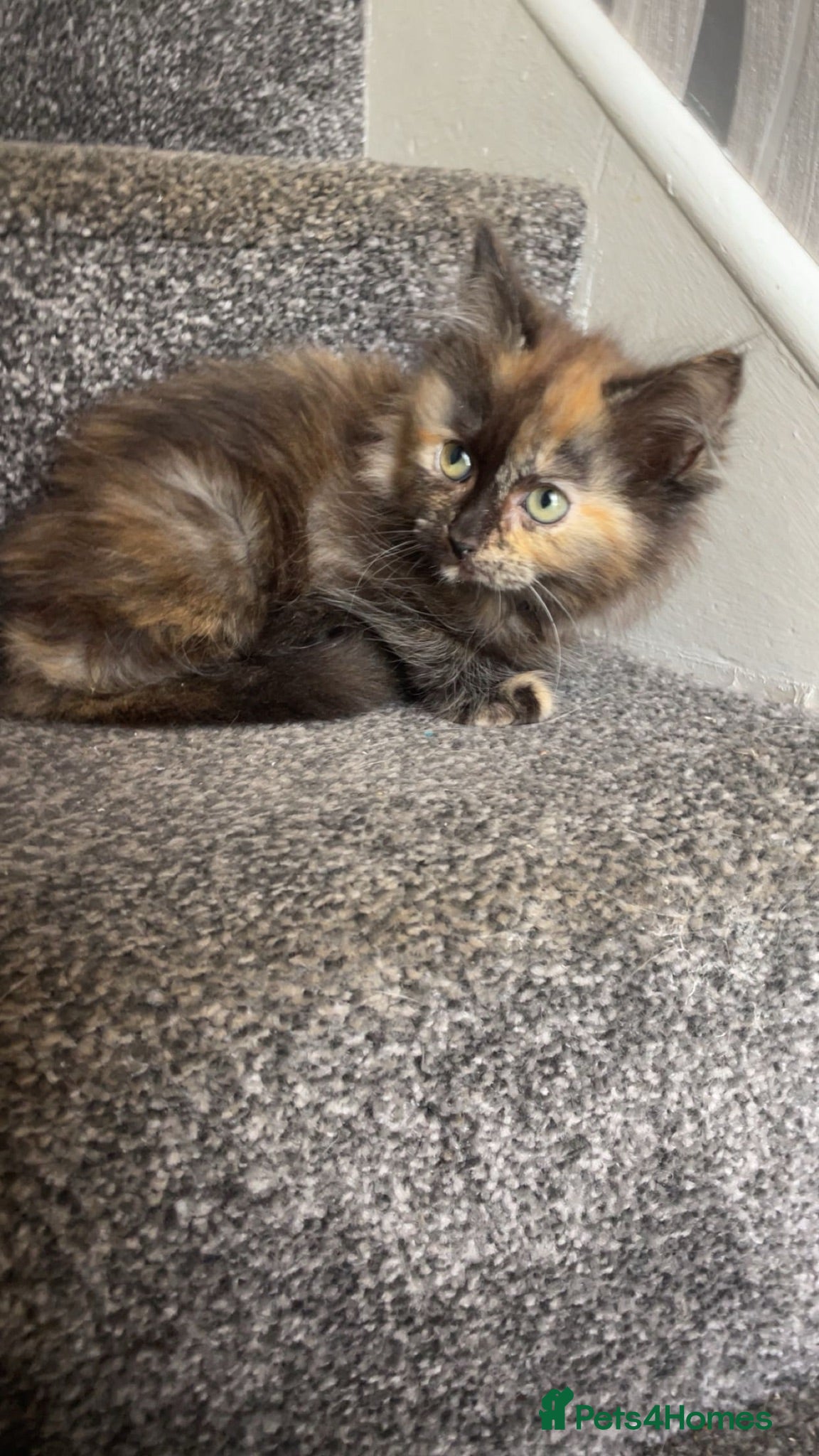 Ragdoll cats Tortie ragdoll x Norwegian forest kitten  - Advert 2