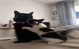 British Shorthair cats for sale: Tuxedo kittens  - Image 8