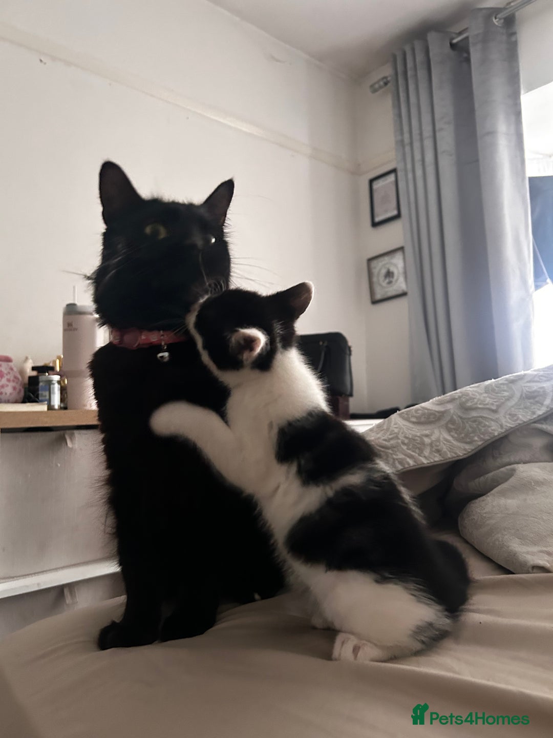 British Shorthair cats for sale: Tuxedo kittens  - Image 8