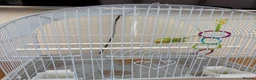 Budgerigars birds for sale: Budgie for sale - Male, green, 3 months old  - Advert 2