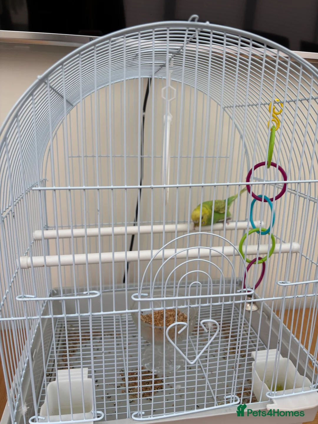 Budgerigars birds for sale: Budgie for sale - Male, green, 3 months old  - Advert 2