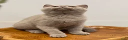 British Shorthair cats for sale: CHAMPION GCCF REG KITTENS READY TO LEAVE NOW  - Advert 5