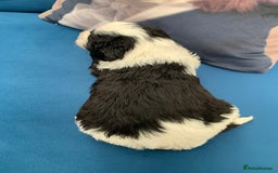 Sheepadoodle dogs for sale: Medium Sheepadoodle Puppies Available  - Image 31