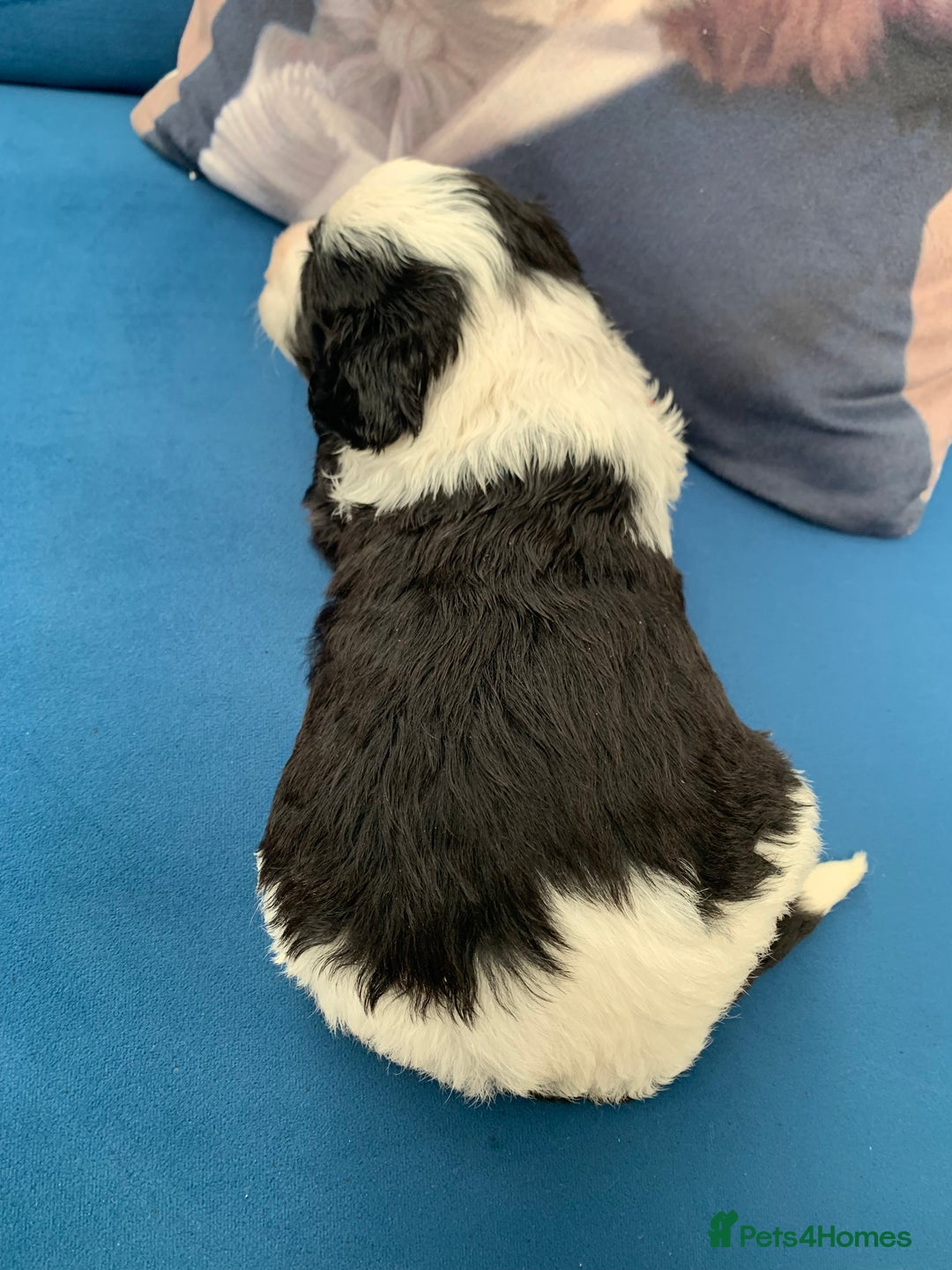 Sheepadoodle dogs for sale: Medium Sheepadoodle Puppies Available  - Image 31